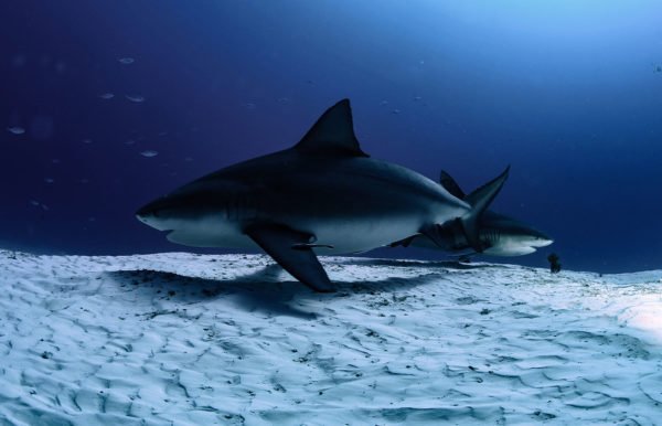 BULLSHARK-DIVING-CANCUN