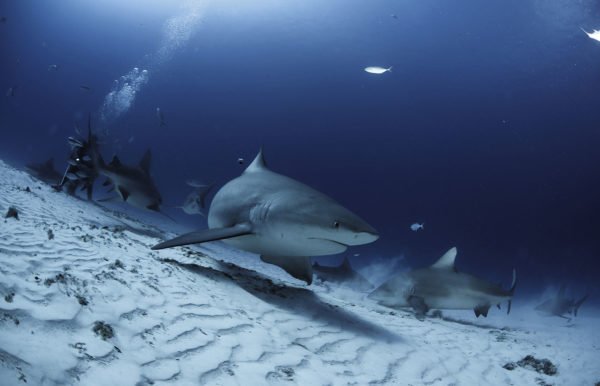 BULLSHARK-DIVING-CANCUN