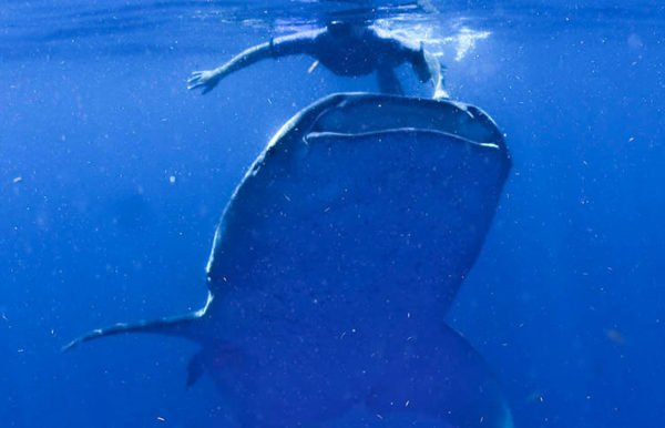 Whale Shark tour Holbox