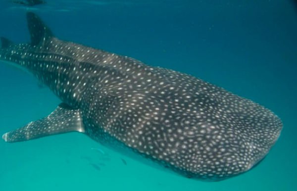 Whale Shark tour Holbox