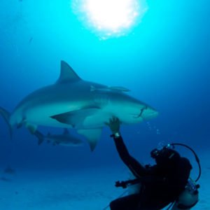 bullsharks-cancun-diving-tour