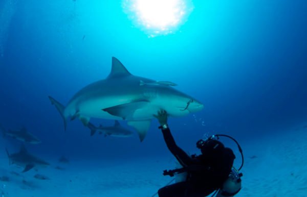 bullsharks-cancun-diving-tour