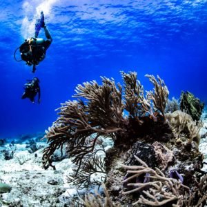 PADI Referral program Mexico