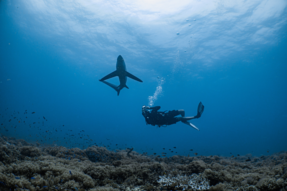 Whale sharks snorkel tour