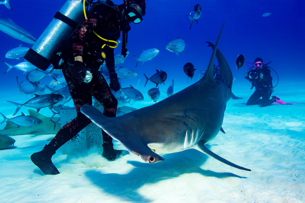 Expedition White Sharks Guadalupe Island